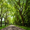 Jeu Jigsaw: Green Trees en plein ecran
