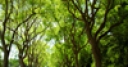 Jeu Jigsaw: Green Trees