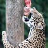 Jeu Jigsaw: Hungry Leopard en plein ecran