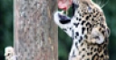 Jeu Jigsaw: Hungry Leopard