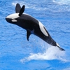 Jeu Jigsaw: Killer Whale en plein ecran