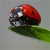 Jeu Jigsaw: Ladybug