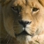 Jeu Jigsaw: Lioness