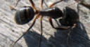Jeu Jigsaw: Little Ant