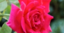 Jeu Jigsaw: One Rose
