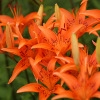 Jeu Jigsaw: Orange Lilies en plein ecran
