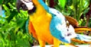 Jeu Jigsaw: Parrot