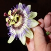 Jeu Jigsaw: Passion Flower en plein ecran