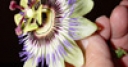 Jeu Jigsaw: Passion Flower