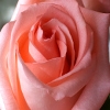 Jeu Jigsaw: Pink Rose en plein ecran