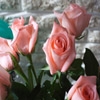 Jeu Jigsaw: Pink Roses en plein ecran