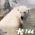 Jeu Jigsaw: Polar Bear 2