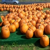 Jeu Jigsaw: Pumpkin Market en plein ecran