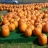 Jigsaw: Pumpkin Market