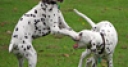 Jeu Jigsaw: Puppies Playing