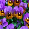 Jeu Jigsaw: Purple Pansies en plein ecran
