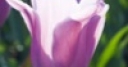 Jeu Jigsaw Purple Tulips