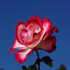 Jeu Jigsaw: Red and White Rose en plein ecran