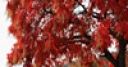 Jeu Jigsaw: Red Tree
