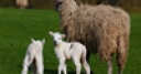 Jeu Jigsaw: Sheep And Lamb