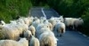 Jeu Jigsaw: Sheep