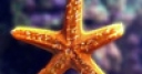 Jeu Jigsaw: Star Fish