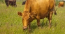 Jeu Jigsaw: Staring Cow