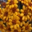 Jigsaw: Sulmona Flowers