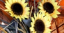 Jeu Jigsaw: Sunflower Bouquet