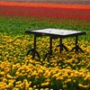 Jeu Jigsaw: Table In Tulip Field en plein ecran