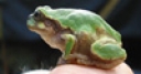Jeu Jigsaw: Tiny Frog