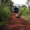 Jeu Jigsaw: Tortoise Road en plein ecran