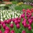 Jigsaw: Tulip Garden