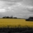 Jigsaw: Yellow Field