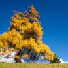 Jeu Jigsaw: Yellow Tree en plein ecran