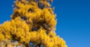 Jeu Jigsaw: Yellow Tree