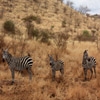 Jeu Jigsaw: Zebra Family en plein ecran