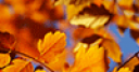 Jeu Leaves in Fall Jigsaw Puzzle