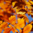 Leaves in Fall Jigsaw Puzzle