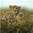 Leopard Sliding Puzzle