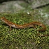 Jeu Long-tailed Salamander Jigsaw en plein ecran