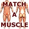 Jeu Match-A-Muscle en plein ecran