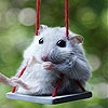 Jeu Mouse on the swing slide puzzle en plein ecran