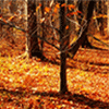 Jeu Orange Leaves in Fall Jigsaw Puzzle en plein ecran