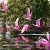Jeu Pink river flamingos puzzle