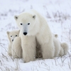 Jeu Polar Bear Mother & Baby Slider Puzzle en plein ecran