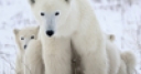 Jeu Polar Bear Mother & Baby Slider Puzzle