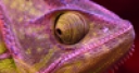 Jeu Purple Chameleon Slider Puzzle