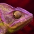 Jeu Purple Chameleon Slider Puzzle