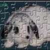 Jeu Dunky Put your pet in a puzzle en plein ecran